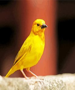 Yellow Canary Bird paint by numbers