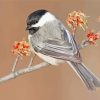 Cap Chickadee Bird paint by numbers