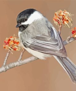 Cap Chickadee Bird paint by numbers