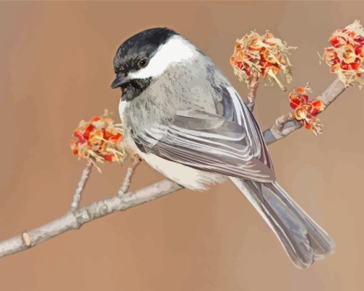 Cap Chickadee Bird paint by numbers