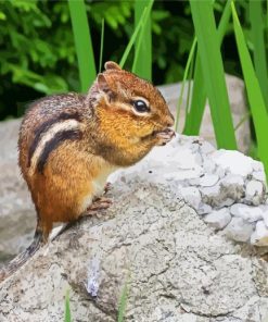 Chipmunk Rodent On Rock paint by numbers