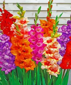 Aesthetics Gladiolas Flowers paint by numbers