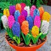 Colorful Hyacinth In Pot paint by numbers