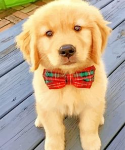 Cute Golden Retriever Puppy paint by numbers