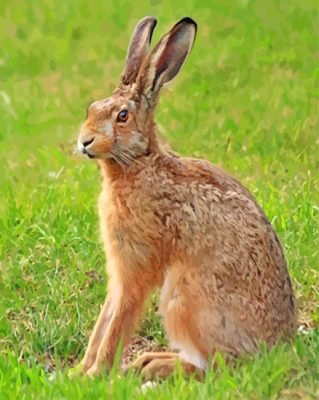 Hare Animal paint by numbers