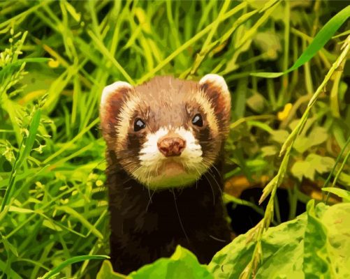 Cute Furet Animal paint by numbers