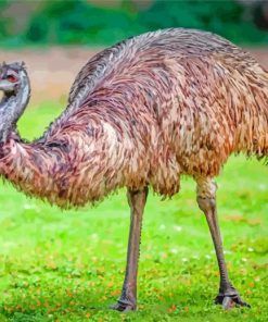 Emu Bird Animal paint by numbers