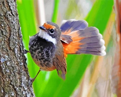 Fantail Bird Animal paint by numbers