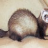 Cute Ferret Animal paint by numbers