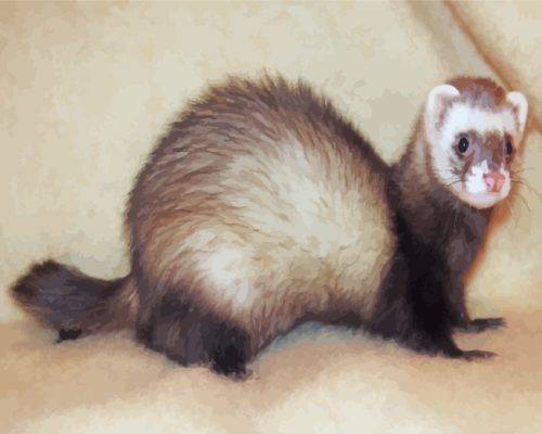 Cute Ferret Animal paint by numbers