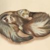 Ferrets Animals Hugging paint by numbers