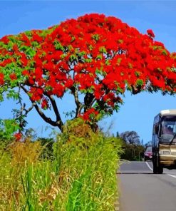 Flamboyant Tree paint by numbers