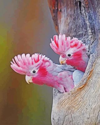 Beautiful Gallah Birds paint by numbers