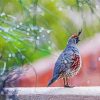 Adorable Gambel Quail Bird paint by numbers