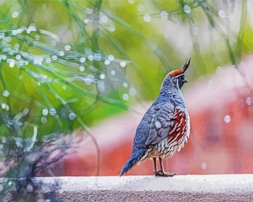 Adorable Gambel Quail Bird paint by numbers