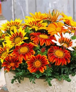 Beautiful Gazanias Flowers paint by numbers