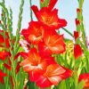 Red Gladiolus Guinea paint by numbers