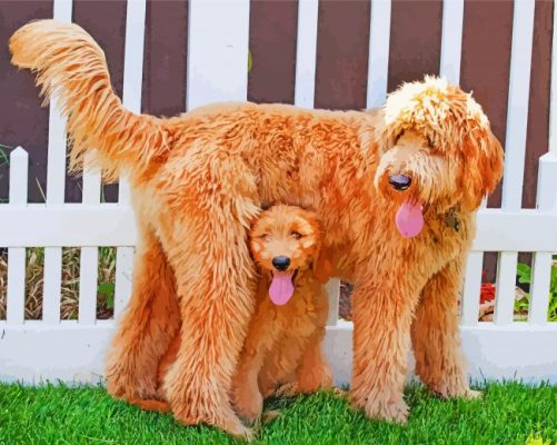 Adorable Goldendoodle Dogs paint by numbers