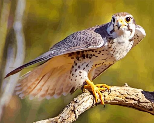 Grey Falcon Bird paint by numbers