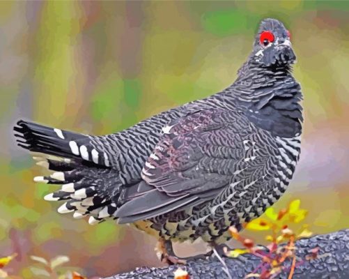 Grouse Bird paint by numbers