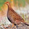 Mottled Grouse Bird paint by numbers