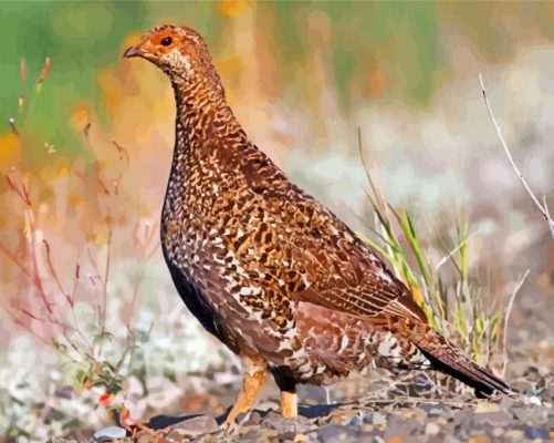 Mottled Grouse Bird paint by numbers