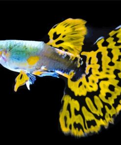 Black Yellow Fins Fish paint by numbes