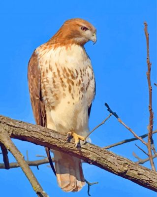 Hawk Bird On Branch paint by numbers