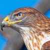 Aesthetic Hawk Bird paint by numbers