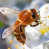 Honey Bee On White Flower paint by numbers