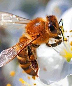 Honey Bee On White Flower paint by numbers