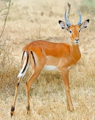 Lonely Impala Animal paint by numbers