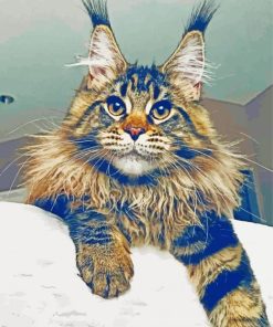 Maine Coon Cat paint by numbers