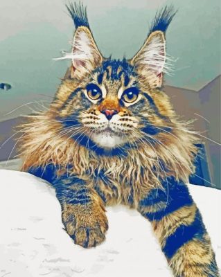 Maine Coon Cat paint by numbers