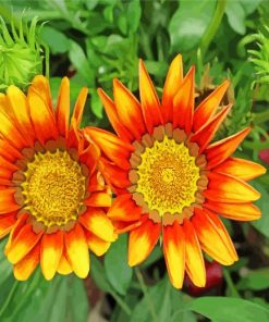 Yellow Orange Gazanias Flowers paint by numbers