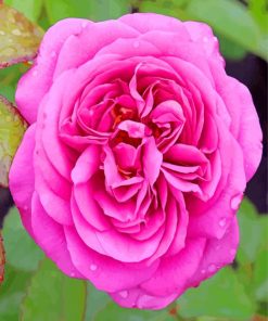 Floribunda With Water Droplets paint by numbers