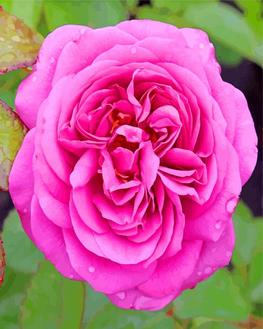 Floribunda With Water Droplets paint by numbers