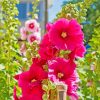 Beautiful Hollyhocks Flowers paint by numbers