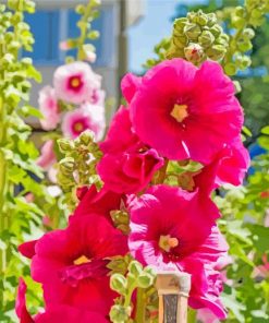 Beautiful Hollyhocks Flowers paint by numbers