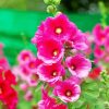 Pink Hollyhocks Flowers paint by numbers