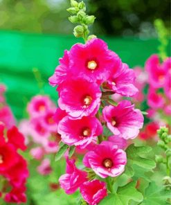 Pink Hollyhocks Flowers paint by numbers