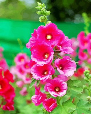 Pink Hollyhocks Flowers paint by numbers