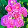 Purple Floribunda Roses paint by numbers