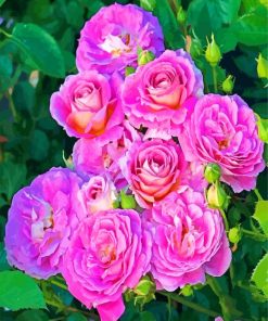 Purple Floribunda Roses paint by numbers