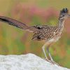 Roadrunner Bird paint by numbers