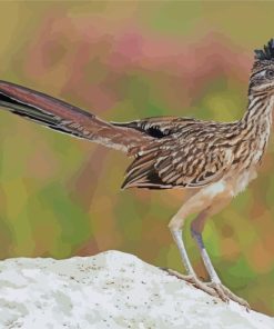 Roadrunner Bird paint by numbers