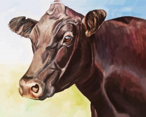 Aberdeen Angus Cattle paint by numbers