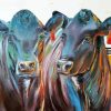 Aberdeen Angus Cows Art paint by numbers