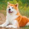Akita Dog Animal paint by numbers