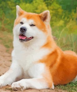 Akita Dog Animal paint by numbers